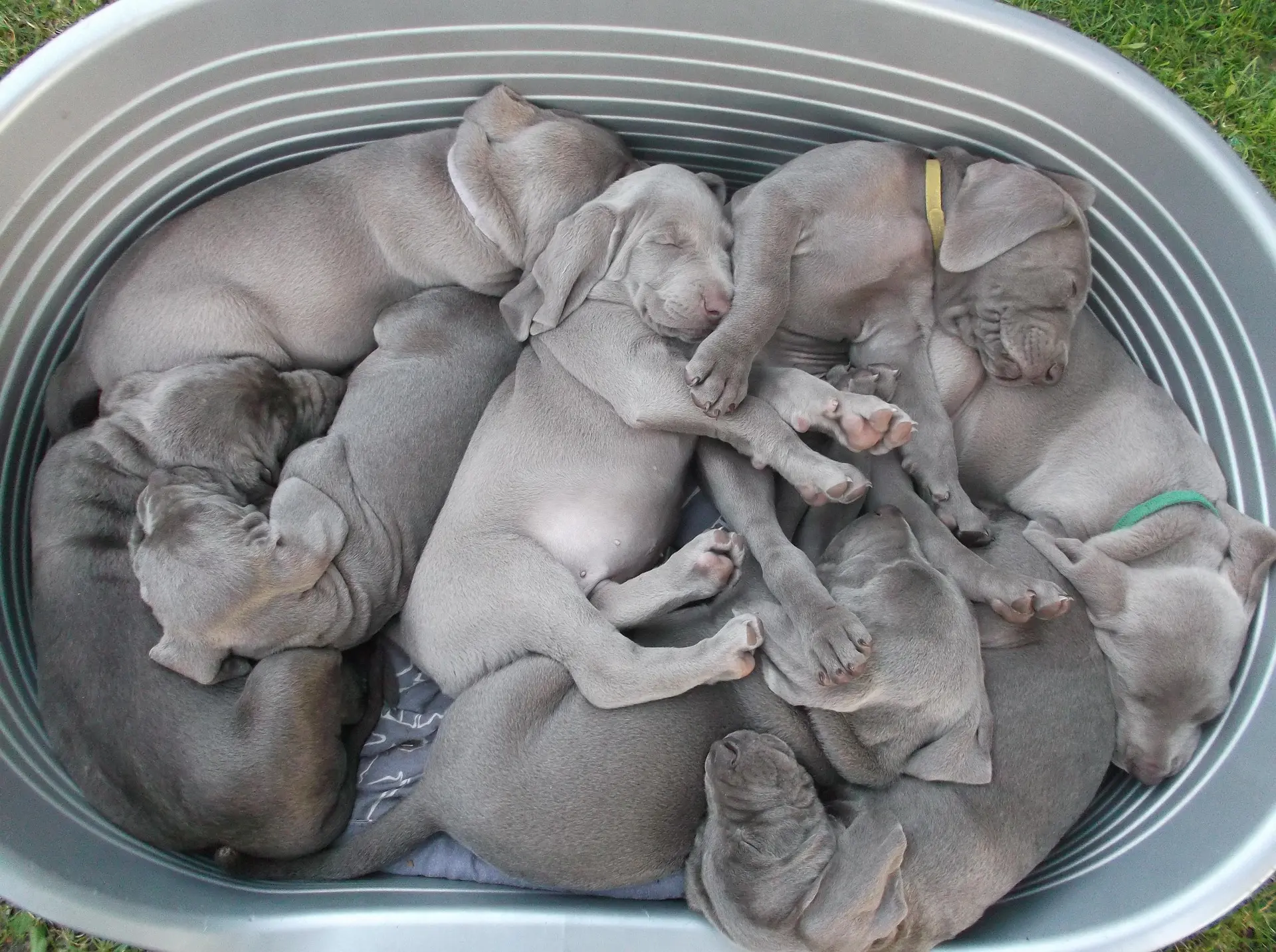 Chiots installés ensemble dans un couchage pour chien